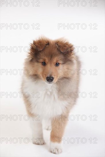 Sheltie