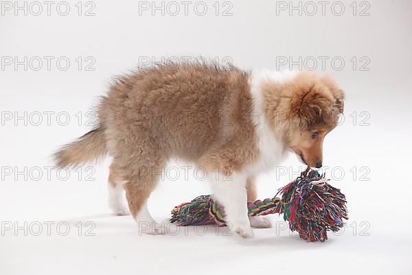 Sheltie