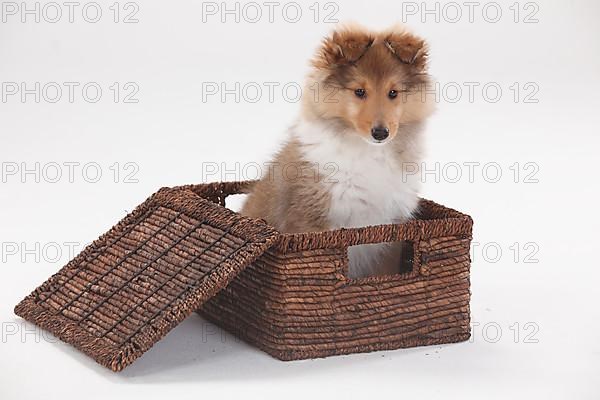 Sheltie