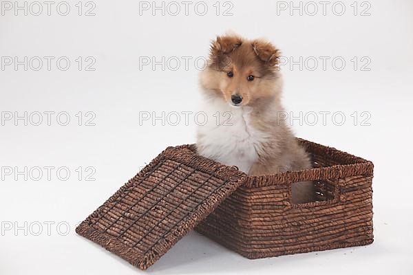 Sheltie