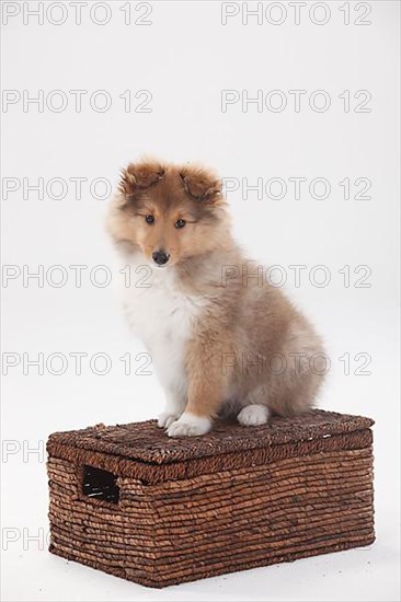 Sheltie