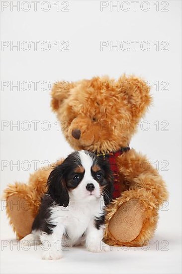 Cavalier King Charles Spaniel