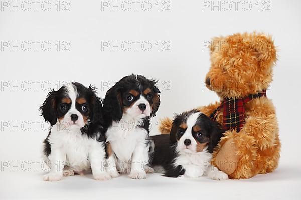 Cavalier King Charles Spaniel