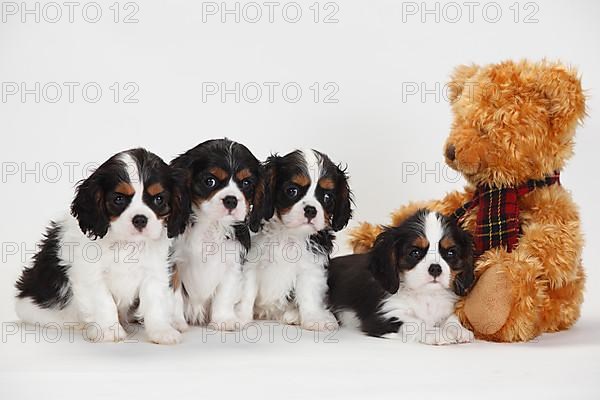 Cavalier King Charles Spaniel