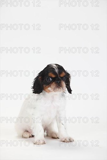 King Charles Spaniel