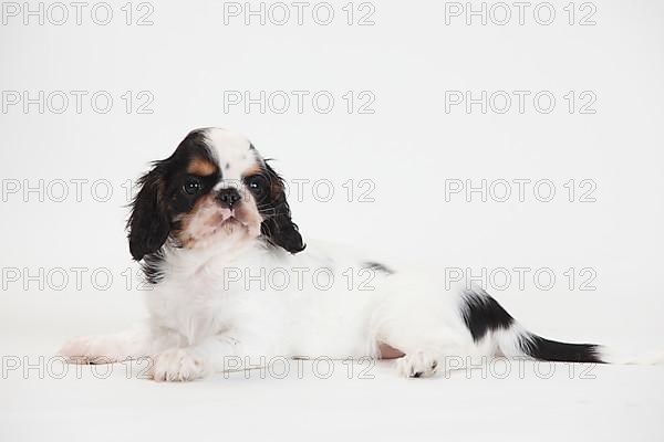 King Charles Spaniel