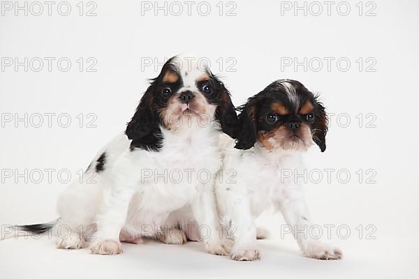 King Charles Spaniel