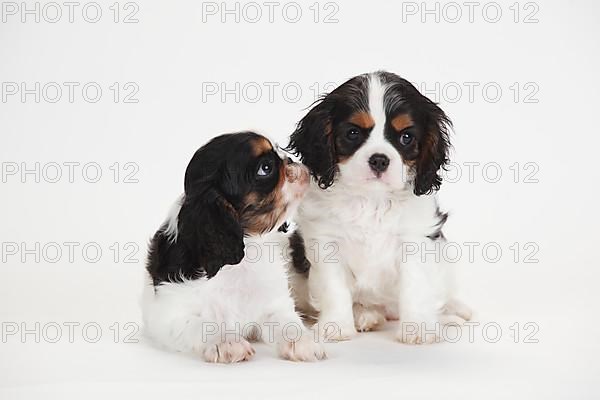 King Charles Spaniel and Cavalier King Charles Spaniel