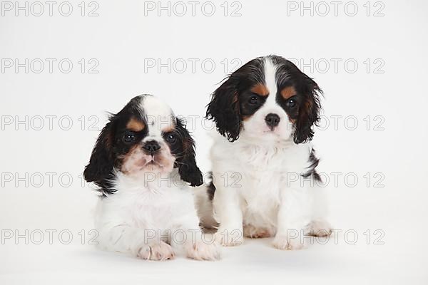 King Charles Spaniel and Cavalier King Charles Spaniel