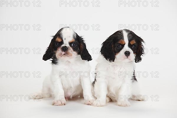 King Charles Spaniel and Cavalier King Charles Spaniel