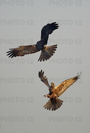 Western marsh-harrier