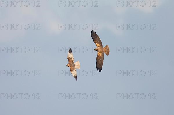 Marsh Harrier