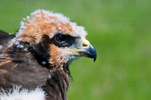 Western Marsh Harrier