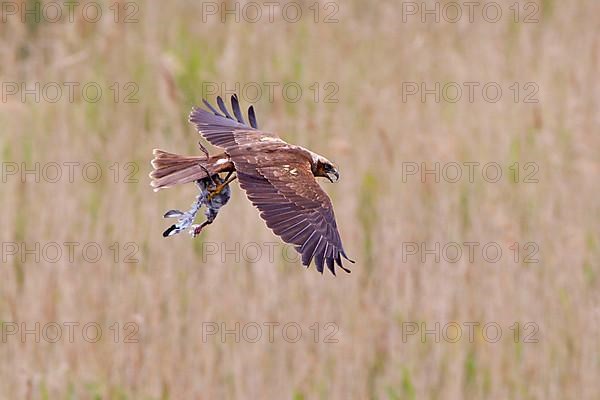 Western western marsh-harrier