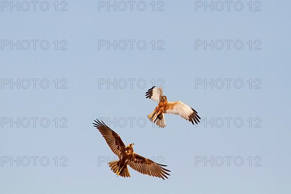 Western Marsh Harrier