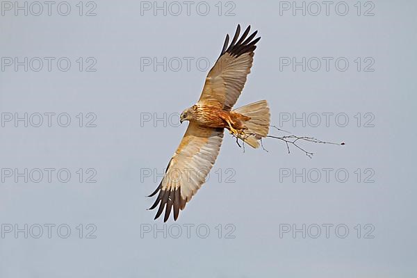 Western Marsh Harrier