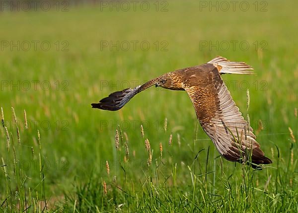 Western Marsh Harrier