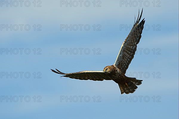 Marsh Harrier