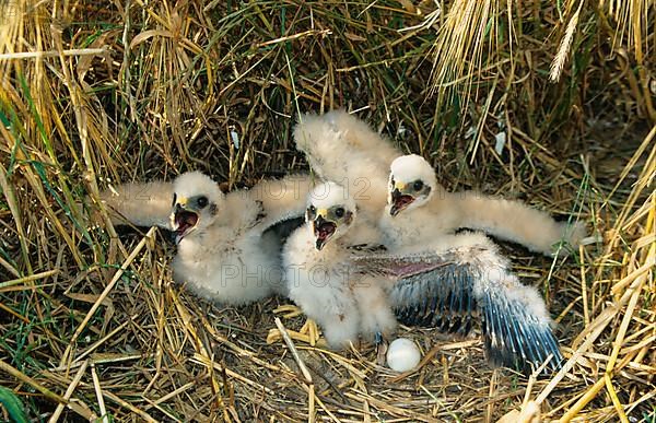 Montagu's Harrier