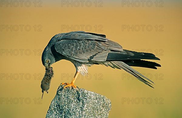 Montagu's Harrier