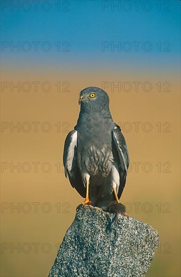 Montagu's Harrier