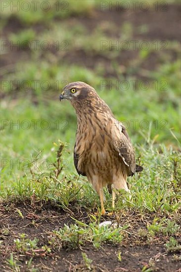 Montagu's Harrier