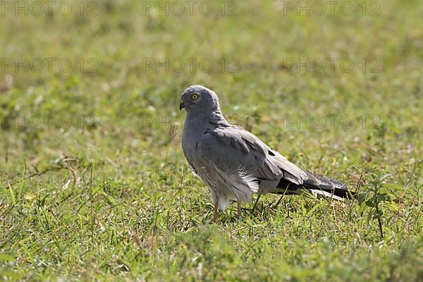 Montagu's Harrier