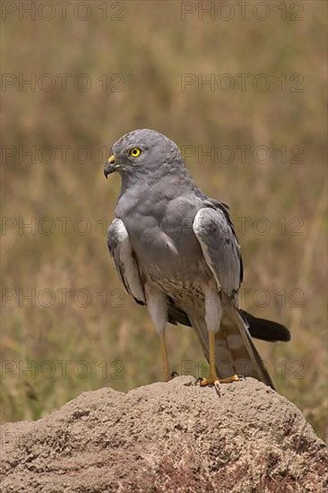 Montagu's Harrier