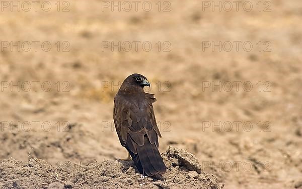 Montagu's Harrier