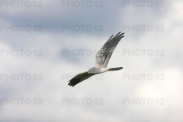 Montagu's Harrier