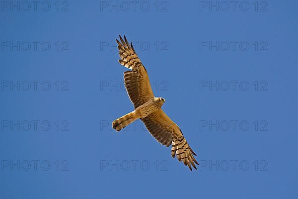 Montagu's Harrier