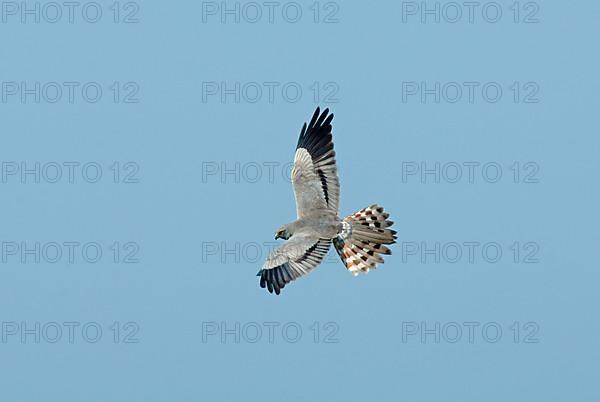 Montagu's Harrier