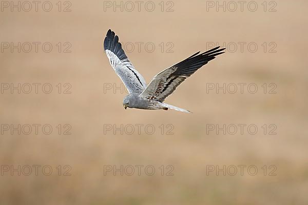 Montagu's Harrier