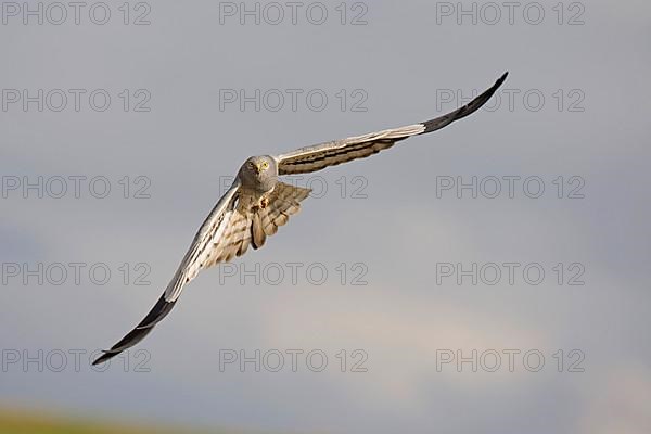 Montagu's Harrier