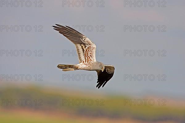 Montagu's Harrier