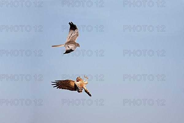 Montagu's Harrier