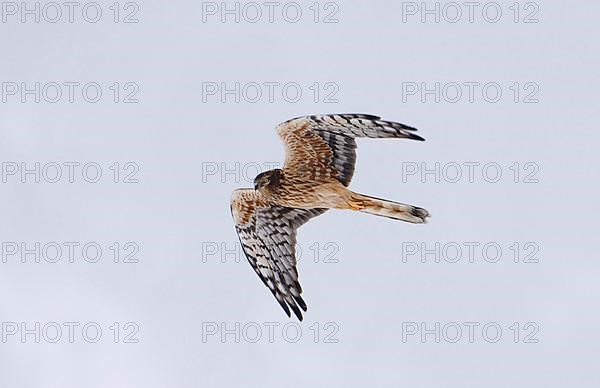 Montagu's Harrier