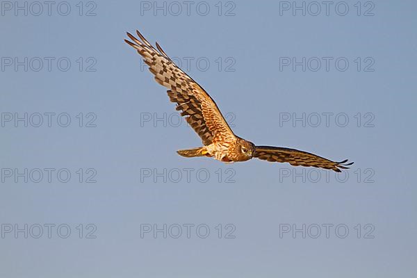 Montagu's Harrier