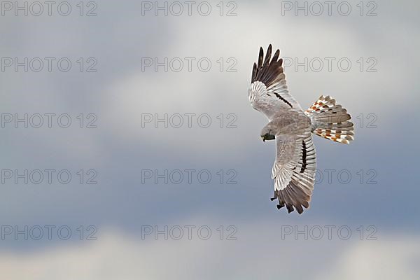 Montagu's Harrier