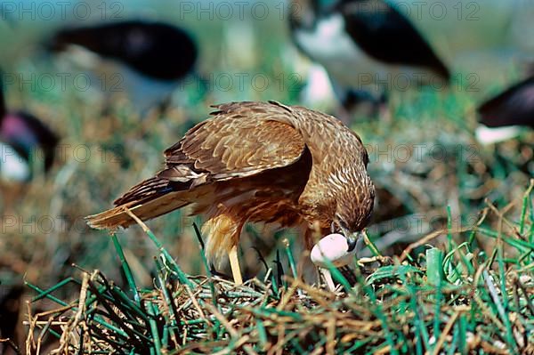 Swamp harrier