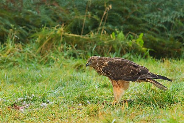 Swamp harrier