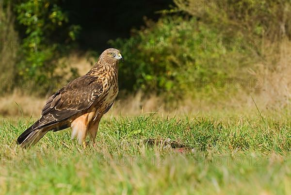 Swamp harrier