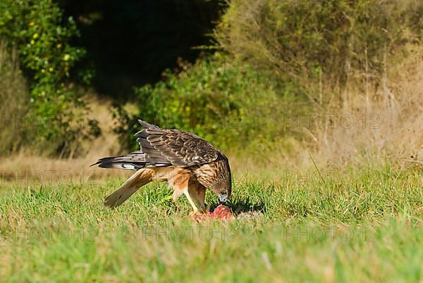 Swamp harrier