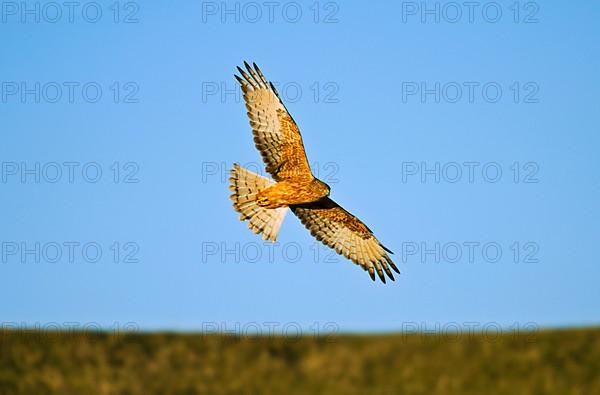 Swamp harrier