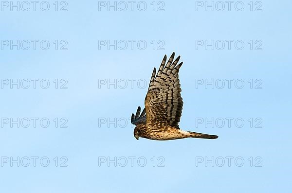 Northern Harrier