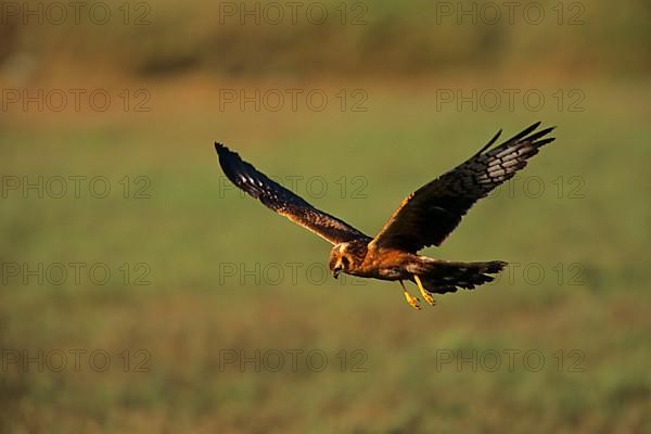 Pallid harrier