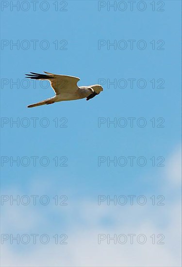 Pallid harrier