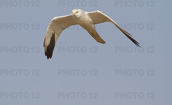 Pallid Harrier