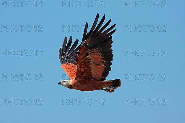 Black-collared Hawk