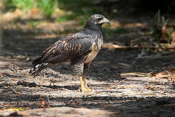 Young Mangrove Black Hawk